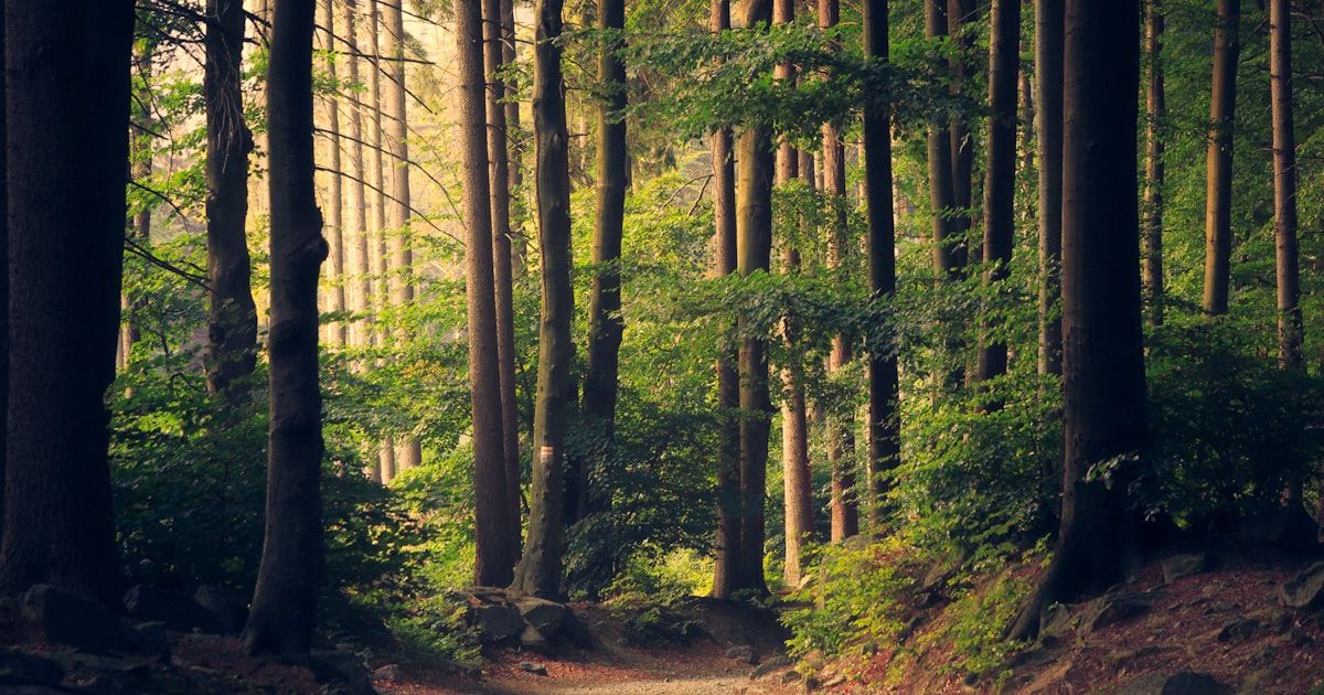 Sunlight through forest trees